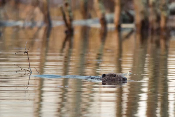 Beaver swimming and drag branch — Stock Photo, Image