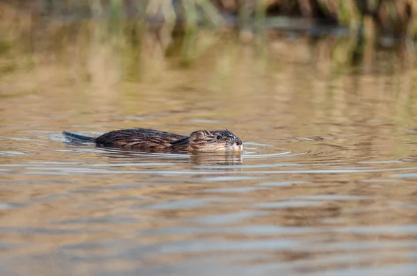 Muskrat swimming in the water — Stock Photo, Image