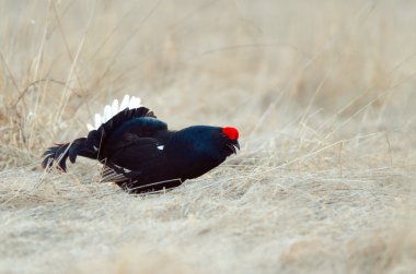 Blackcock. Yan görünüm