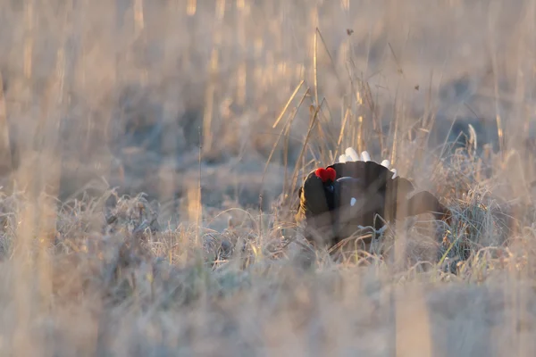 Blackcock  in overgrown grass — Stock Photo, Image