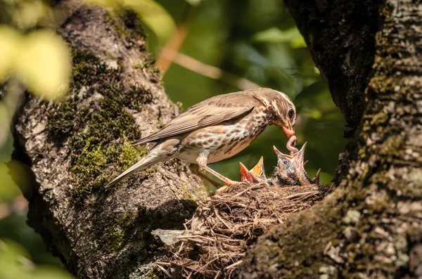 Fågel utfodring kycklingar — Stockfoto