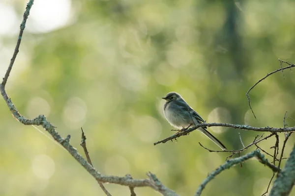 Liten grå fågel sitter på grenen — Stockfoto