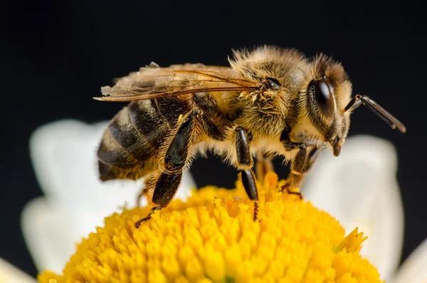 Arı tozlaşmak çiçek
