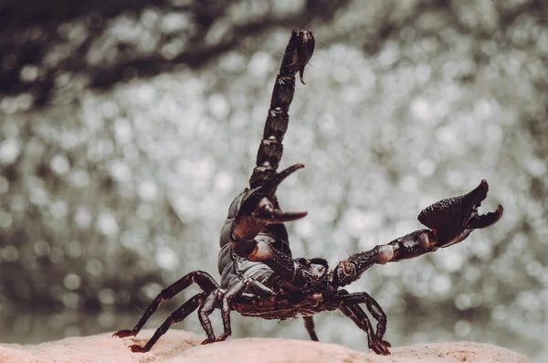 Scorpion skyddas. Fron sida — Stockfoto