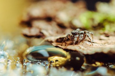 Su örümcek goto atlama