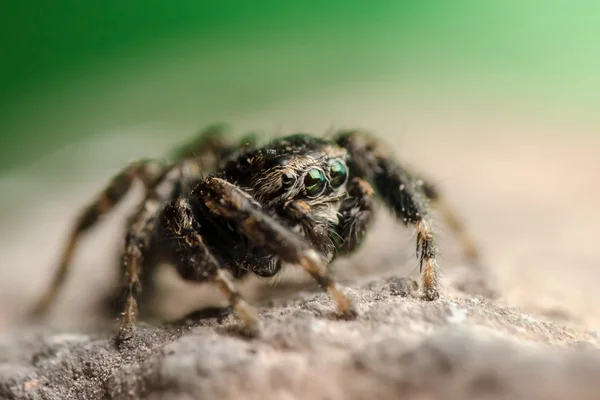 Yeşil arka planda zıplayan örümcek