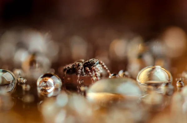 Atlama örümcek arasında düşer. Yan görünüm