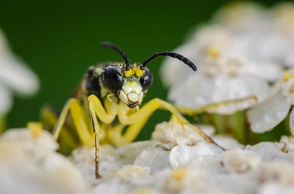 Retrato de mosca amarela — Fotografia de Stock