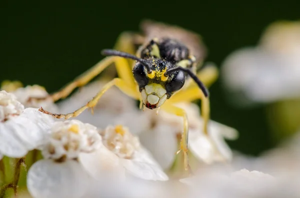 Mosca amarela sente-se na flor — Fotografia de Stock