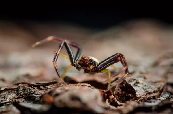 Spider vistelse på bark — Stockfoto