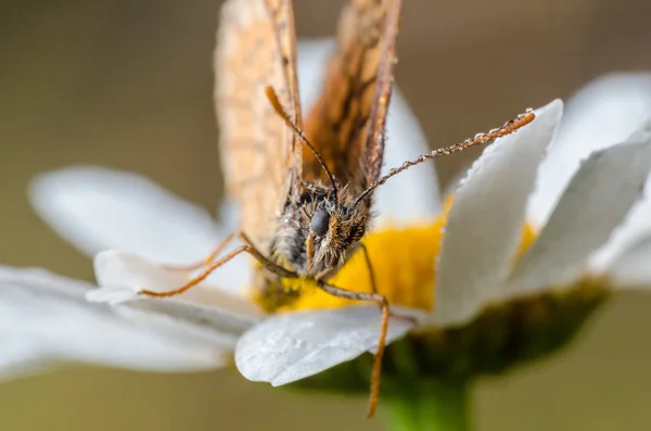 Farfalla seduta su una rugiada di fiore — Foto Stock