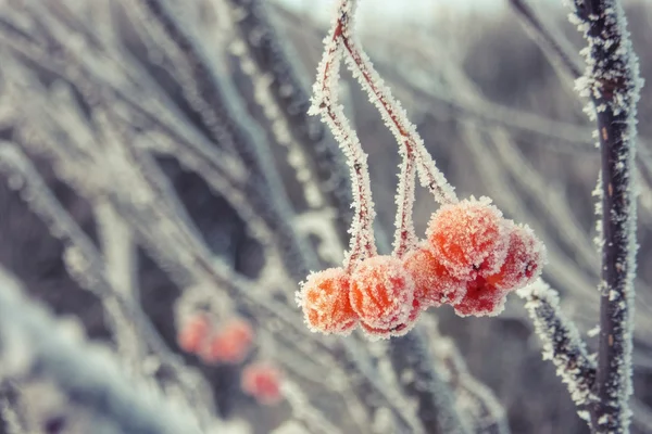 Hoarfrost çilek rowan