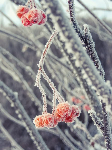 Kış meyveleri rowan