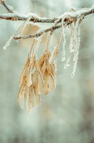 Hoarfrost sarı yapraklarda