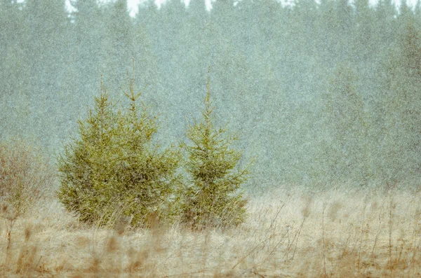 Kerstbomen in een sneeuwstorm — Stockfoto