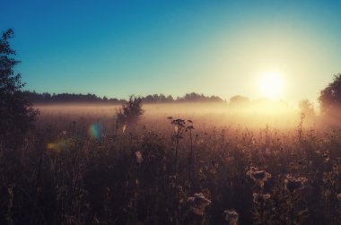 Alanın üzerinde güneş ışıklı sis