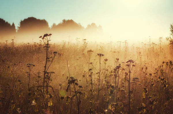 La mañana de la luz solar en el campo — Foto de Stock