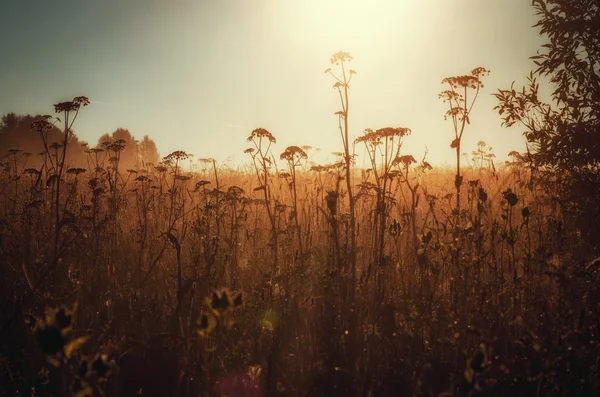 La luz del sol en el campo — Foto de Stock