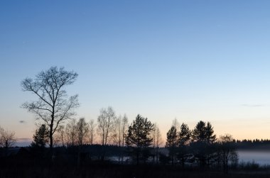 Akşam sis ağaçlarda kıvrımlarına