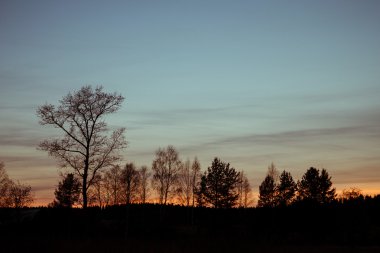 Ağaçlara akşam gökyüzü arka plan üzerinde