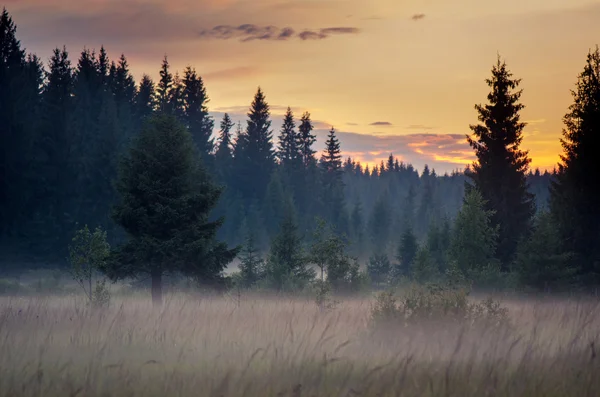 Fir-trees in the evening fog — Stock Photo, Image