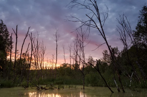 Sunset over pond — Stock Photo, Image