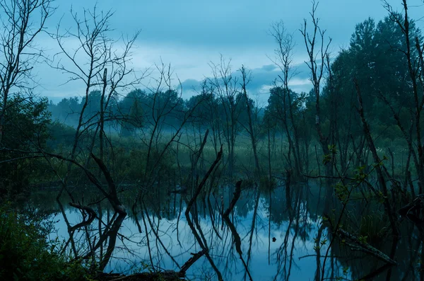 Árboles inundados en el crepúsculo —  Fotos de Stock