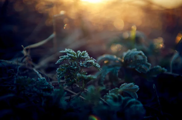 Grama verde em hoarfrost — Fotografia de Stock