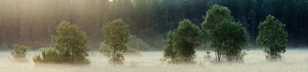 Drzewa w porannej mgle — Zdjęcie stockowe