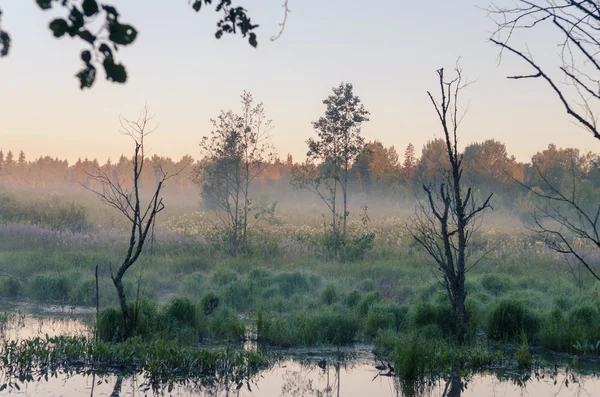 Nebliger Morgen über Teich — Stockfoto