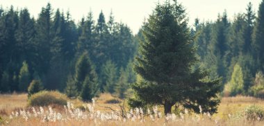 Akşam arka plan ışığı çam ağacında