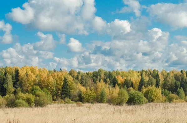 Herbstwald und blauer Himmel — Stockfoto