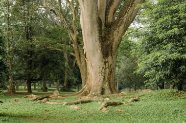 bir tropik ağaç köklerinin