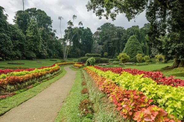 Botanical garden of Peradeniya Stock Picture