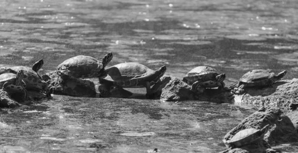 Tartarugas Estão Atravessando Colisão Colisão Lago — Fotografia de Stock