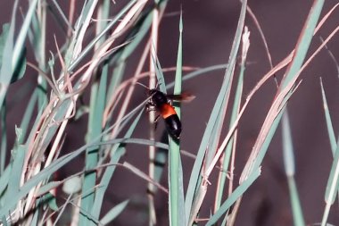 Çimenlerdeki böcekler