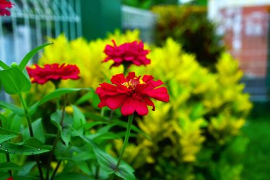 Çiçekler evimin yanında.