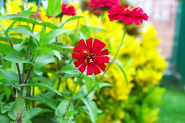 Çiçekler evimin yanında.