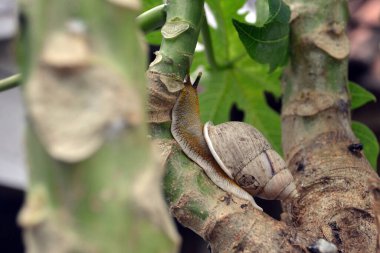 Gün boyunca papaya ağacındaki salyangozlar.
