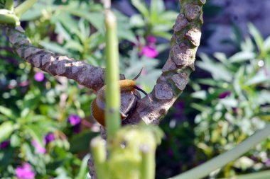 Papaya ağacındaki salyangozlar