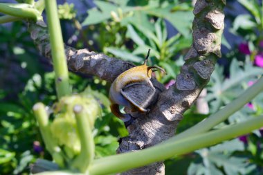 Papaya ağacındaki salyangozlar