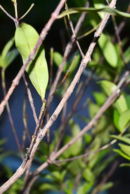 Bahçedeki bitkilerin dalları ve dalları