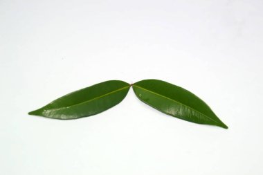 Bahçedeki bitkilerden yapraklar koparılır.