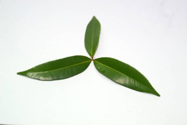 Bahçedeki bitkilerden yapraklar koparılır.