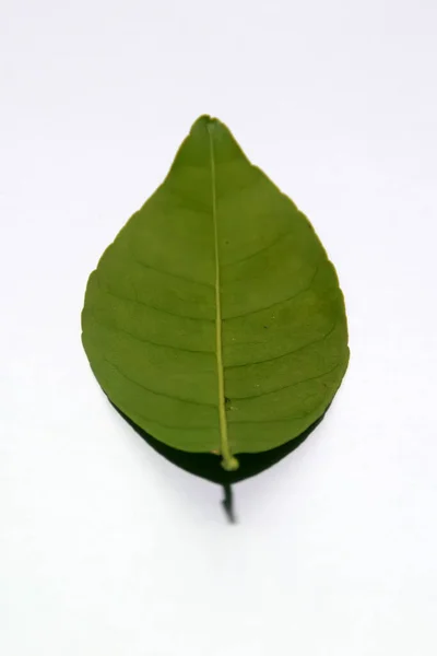 Leaves Plucked Plants Garden — Stock Photo, Image