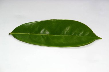 Jackfruit ağacının yaprakları