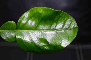 Limon yaprakları bahçeden toplanır.