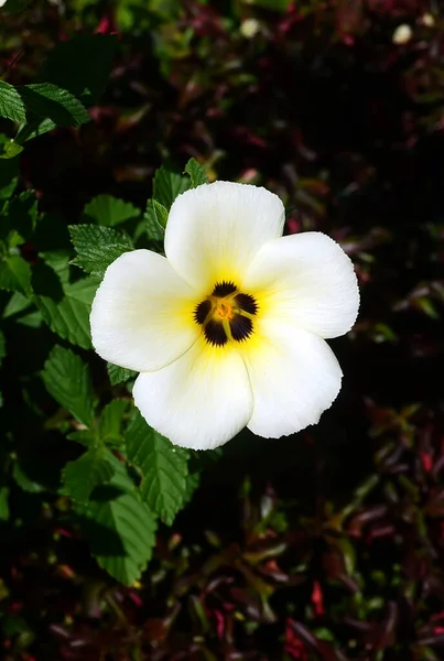 White Flower Plants Garden — Stock Photo, Image