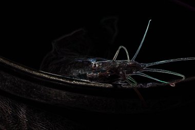 Odada hala canlı olan yayın balığının çizimi ya da çizimi