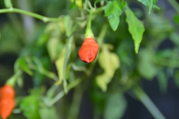 Obrázky Červených Chilli Ovocných Rostlin — Stock fotografie